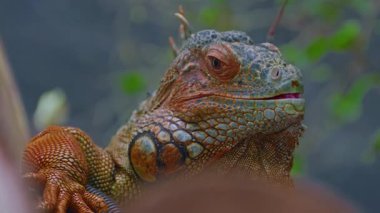Güzel iguananın yakın plan profil portresi.
