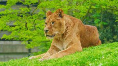 Büyük, güzel bir dişi aslan çimlerin üzerinde dinleniyor..