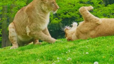 Bir çift genç aslan yeşil çimlerde oynuyorlar..