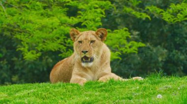 Büyük, güzel bir dişi aslan çimlerin üzerinde dinleniyor..