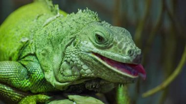 Yeşil iguana, büyük ağaçsı otçul kertenkele türü. Ağaç dalında iguana. Yakın çekim..