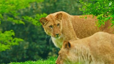 Bir çift genç aslan yeşil çimlerde oynuyorlar..