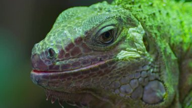 Yeşil iguana, büyük ağaçsı otçul kertenkele türü. Ağaç dalında iguana. Yakın çekim..