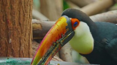 Bir dala tüneyen Ramphastos Toco 'nun yakın çekimi.