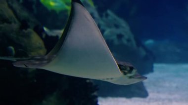  Kartal ışınları büyük bir akvaryumda suyun altında süzülür. Vatozların davranışlarını izliyorum..