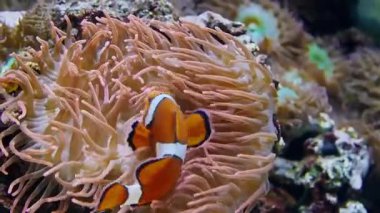 Birçok farklı egzotik balık yüzüyordu. Deniz yaşamı, egzotik balıklar..