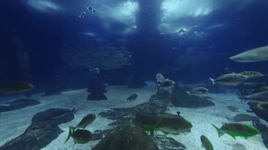 Köpekbalıkları ve akvaryumda yüzen çeşitli balıklar.. 