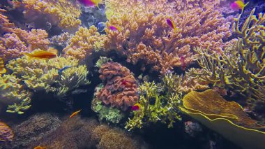 Çeşitliliği ve çeşitliliği ile inanılmaz sualtı dünyası.