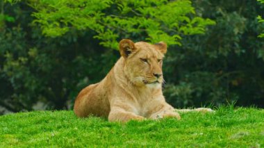Büyük, güzel bir dişi aslan çimlerin üzerinde dinleniyor..