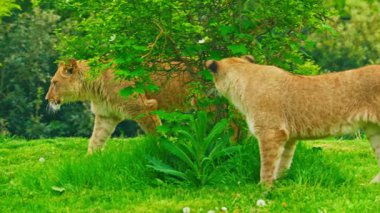 Bir çift genç aslan yeşil çimlerde oynuyorlar..