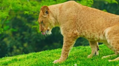 Büyük, güzel bir dişi aslan çimlerin üzerinde dinleniyor..