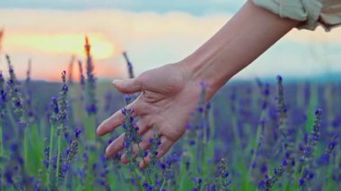 Girls hand touching purple lavender flowers at sunset closeup. Valensole, Provence, South France.