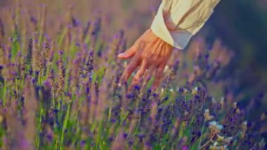 Girls hand touching purple lavender flowers at sunset closeup. Valensole, Provence, South France.
