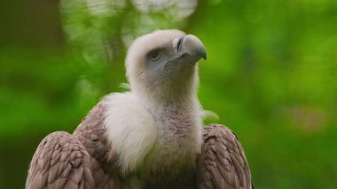 Griffon Akbaba, kayalık dağdaki büyük kuş..
