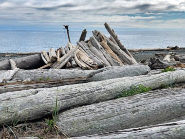 A shelter on South Beach on San Juan Island is constructed with large driftwood logs.