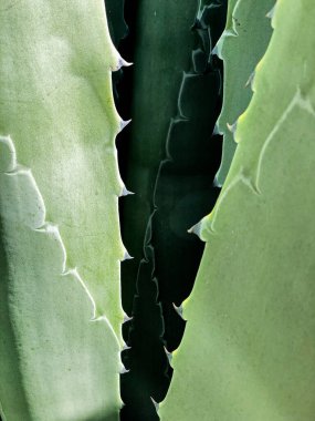 Sunlight and shadows against an agave plant result in a natural abstract highlighting the sharp spikes on the leaves.