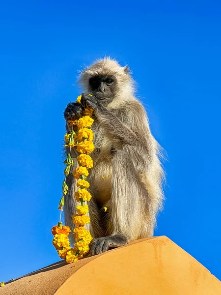 Gray Langur Monkey Eating Flowers Garland Marigolds While Perched Wall — Stock Photo, Image