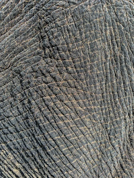 大象皮肤上的皱纹和褶皱形成了复杂而抽象的纹理和细节背景 — 图库照片