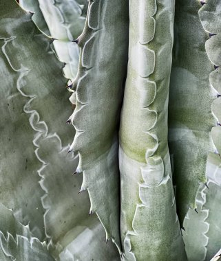 Tecate yakınlarındaki çöldeki agave kaktüsünün detaylı bir görüntüsü yapraklardaki soyut desenleri vurgular..