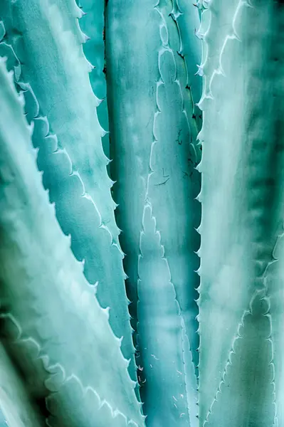 An abstract natural pattern formed from the leaves of an agave plant that are closely spaced.