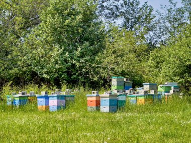 Bal arısı kovanlarından oluşan büyük bir grup, San Juan Adası 'ndaki bir lavanta çiftliği için polen taşıyıcı olarak kullanılıyor..