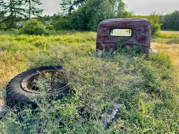 San Juan Adası 'ndaki eski, terk edilmiş bir kamyonetin kamyonetinin altında çalılar büyüyor..