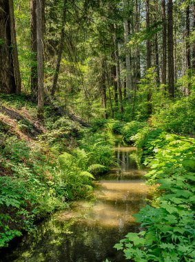 Ormandaki çamurlu bir sulama kanalı Washington yakınlarındaki çiftliklere su dağıtıyor..