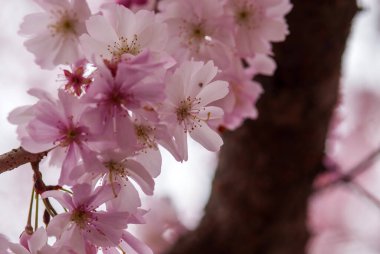İlkbaharda kiraz çiçeklerinin göz kamaştırıcı görüntüsü. 