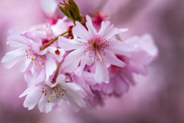 İlkbaharda kiraz çiçeklerinin göz kamaştırıcı görüntüsü. 