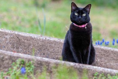 Çimlerde siyah kedi