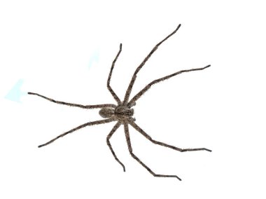 Huntsman spider on a white background clipart