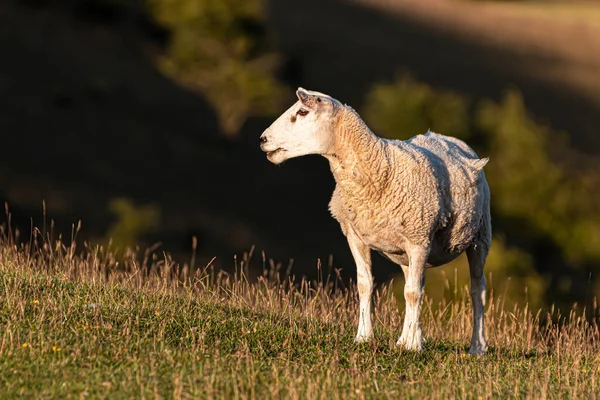 Mouton Sur Prairie Regardant Gauche — Photo