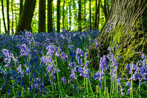 Blue Bells Flowers Tree Low View Perspective — Stock Photo, Image