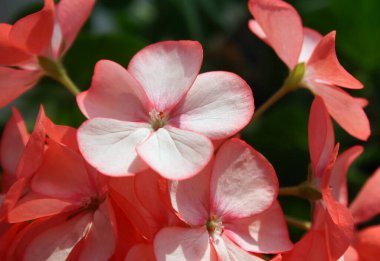 The delicate petals of a flowering Geranium plant