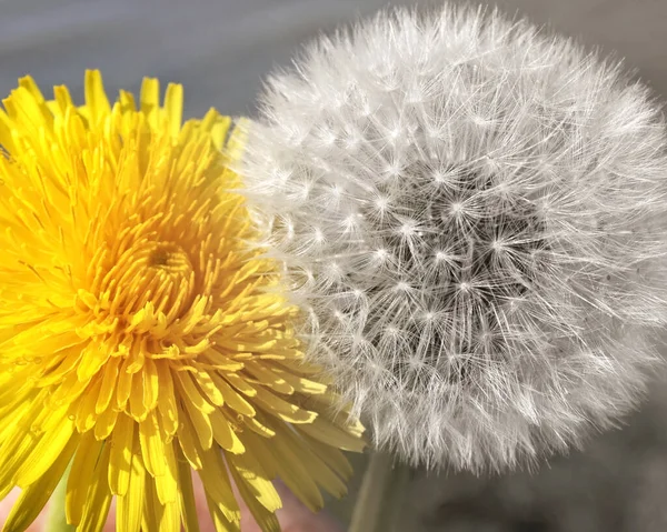 Bright Yellow Dandelion Flower Dandelion Flower Has Gone Seed — Stock Photo, Image