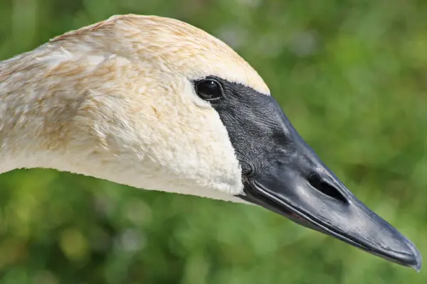 Closeup Trumpeter Swan Its Distinctive Black Beak — Stock Photo, Image