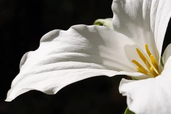 Zbliżenie Kwiatu Białego Trillium Znany Również Jako Biała Lilia Wake — Zdjęcie stockowe