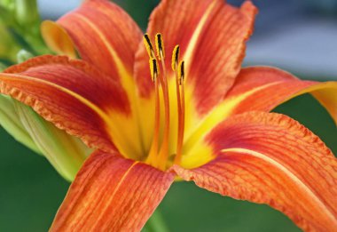 Canlı Turuncu ve Sarı Gün Zambağı. Merkezde polen kaplı Stamen 'i göster