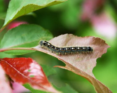 Kuzey Amerika 'ya özgü Çadır Tırtıl hasar görmüş ve yok edilmiş bir yaprağın üzerinde görülüyor.