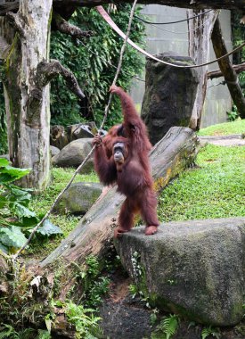 Parkta orangutana yakın çekim, seçici odaklanma. 