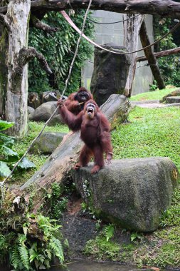 Parkta orangutana yakın çekim, seçici odaklanma. 