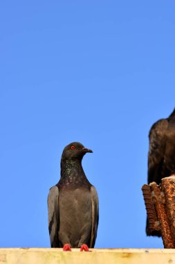 Closeup of beautiful pigeon in the park, selective focus.