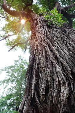 Güneşli bir günde parkta güzel bir ağaç.