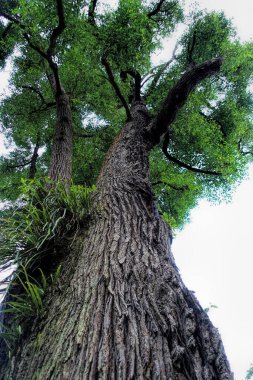Güneşli bir günde parkta güzel bir ağaç.