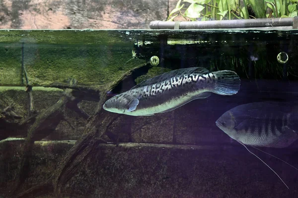 Malabar Snakehead Στο Ενυδρείο Γλυκού Νερού Malabar Snakehead Channa Diplogramma — Φωτογραφία Αρχείου