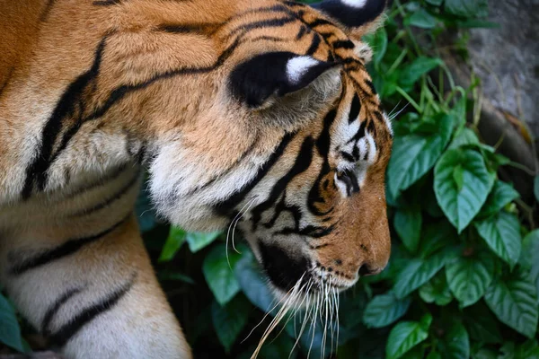 Primer Plano Tigre Malayo Panthera Tigris Jacksoni Enfoque Selectivo — Foto de Stock