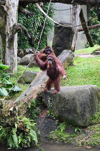 Zbliżenie Orangutanu Parku Ostrość Selektywna — Zdjęcie stockowe