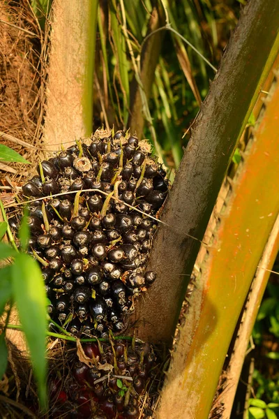 Palmiye Yağı Taze Meyve Seçici Odak Yakın Çekim — Stok fotoğraf
