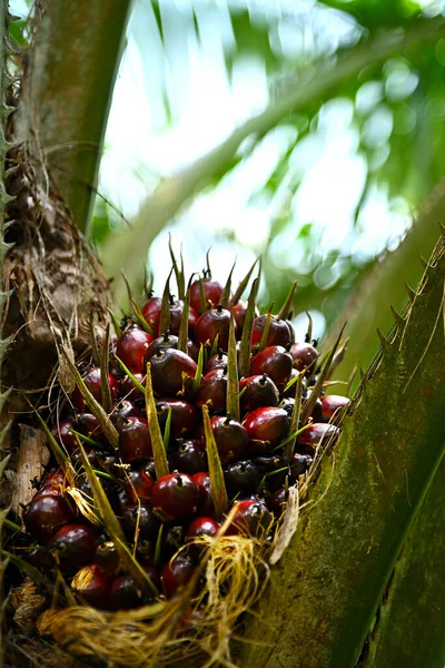 Zbliżenie Świeży Olej Palmowy Owoce Selektywne Focus — Zdjęcie stockowe