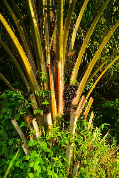 Плантации Масличных Пальм Джохоре Малайзия Индонезия Малайзия Производят Около Пальмового — стоковое фото